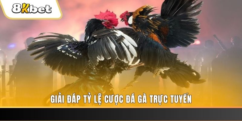 88win trực tiếp đá gà thomo